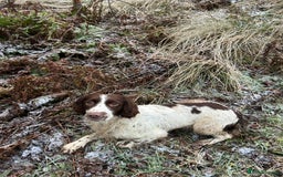 English Springer Spaniel dogs for sale: Lovely ESS Litter Due - Advert 3