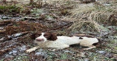 English Springer Spaniel dogs Lovely ESS Litter Due - Advert 4