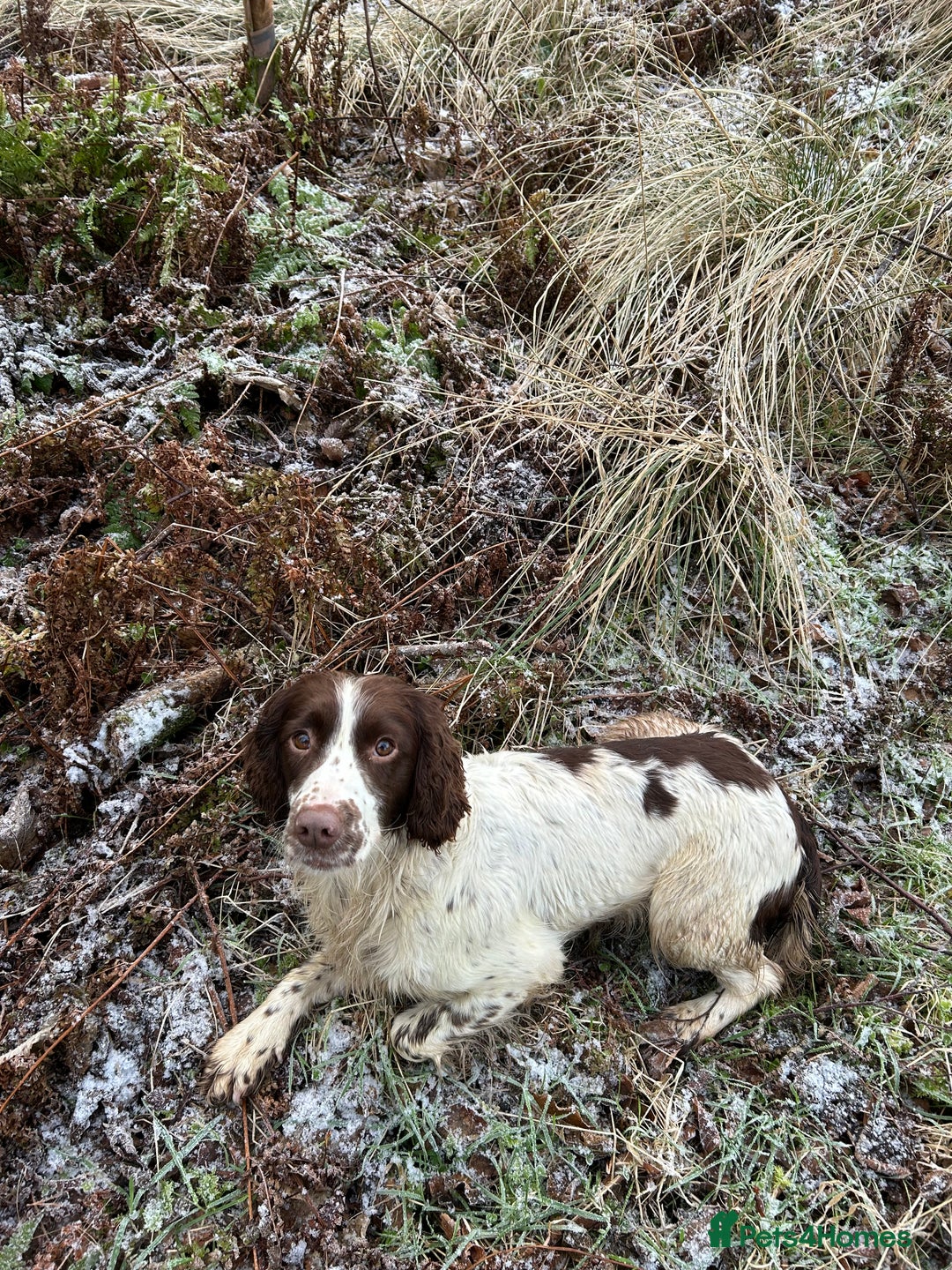 English Springer Spaniel dogs for sale: Lovely ESS Litter Due - Advert 3