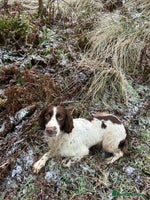 English Springer Spaniel dogs Lovely ESS Litter Due - Advert 4