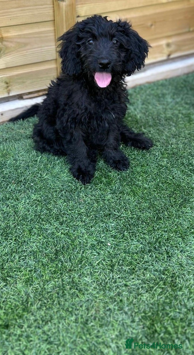 Mini Goldendoodle dogs Black girl left - Fully vaccinated - Advert 1