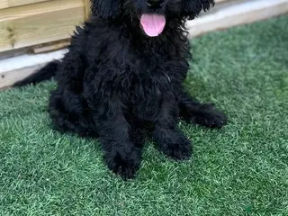 Mini Goldendoodle dogs Black girl left - Fully vaccinated - Advert 1