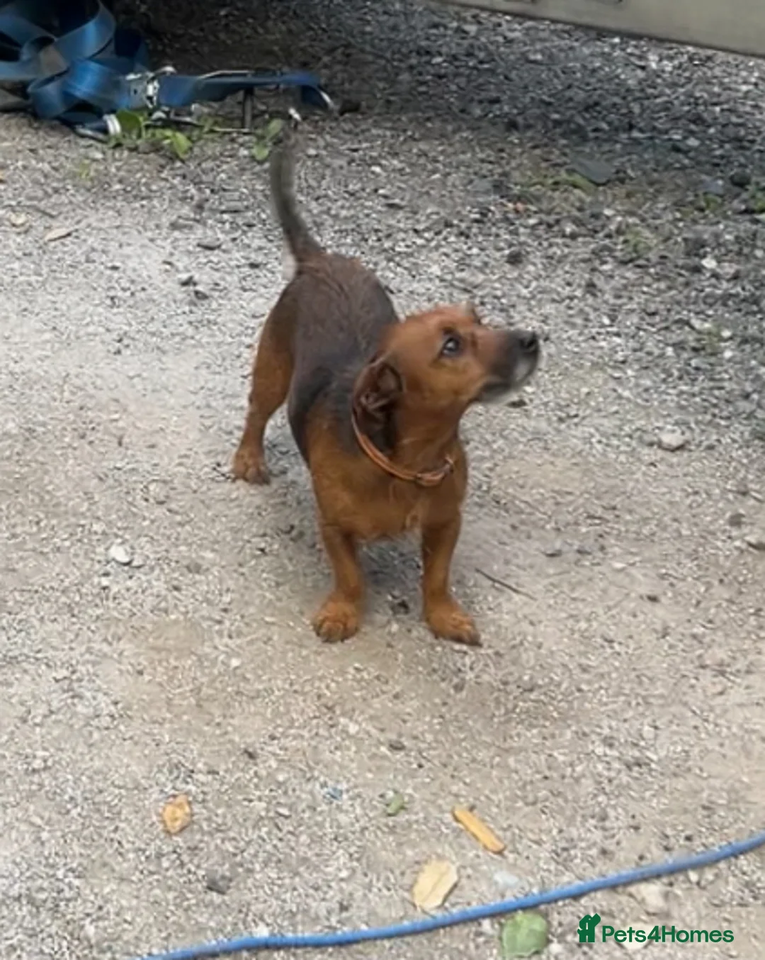 Mixed Breed dogs for sale: Patterdale X Jack Russell  - Advert 2