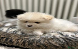 Pomeranian dogs for sale: Pomeranian Pups - Ready for new homes 💕 - Advert 12