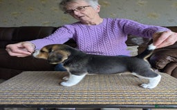 Beagle dogs for sale: Beagle  - Image 2