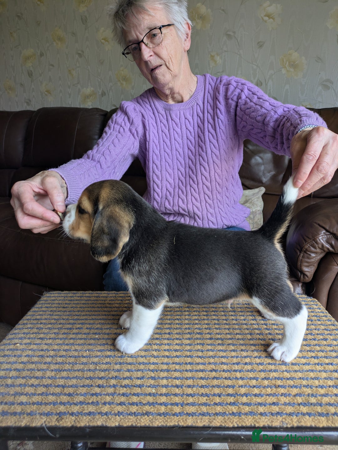 Beagle dogs for sale: Beagle  - Image 2