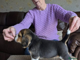 Beagle dogs Beagle - Advert 14