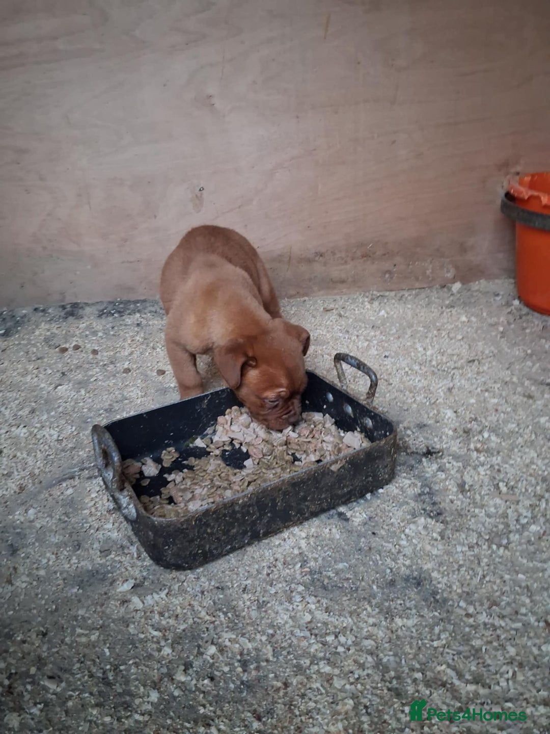 Dogue De Bordeaux dogs for sale: Dogue de bordeaux puppy - Advert 8