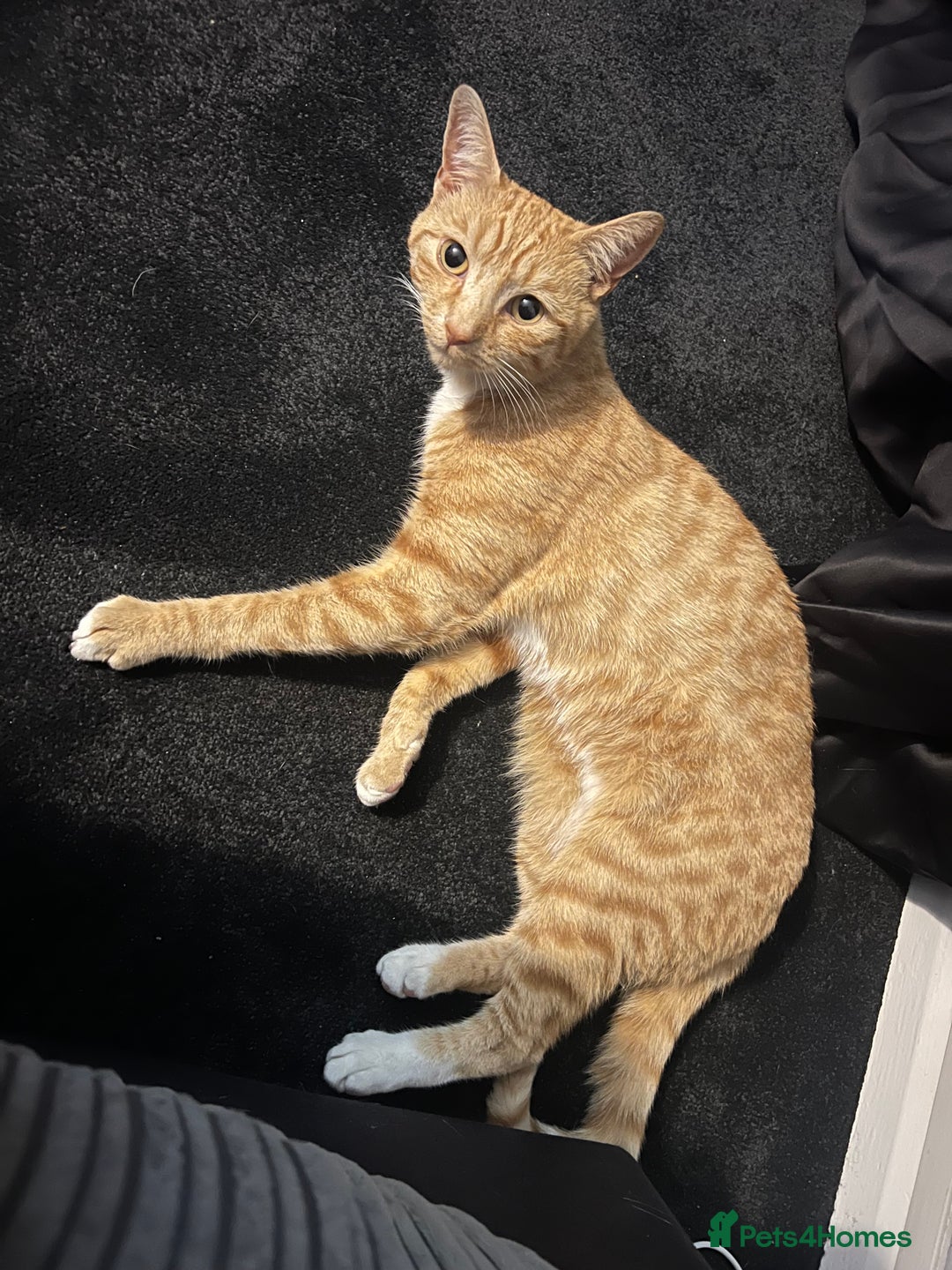 Mixed Breed cats for sale: Male ginger cat  - Image 27