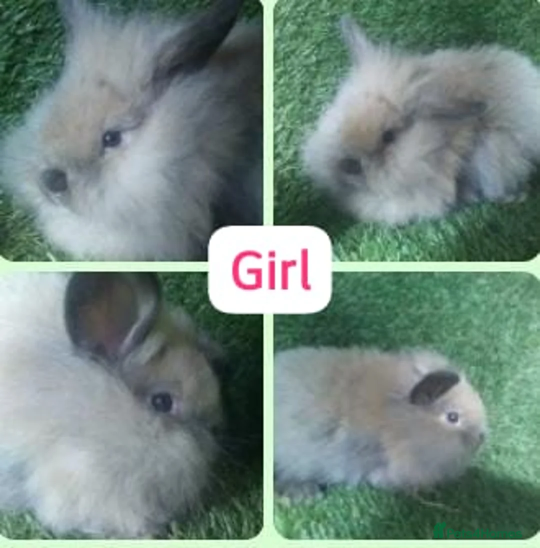 Lionhead rabbits for sale: Mini double fluffy lionhead baby rabbits - Advert 2