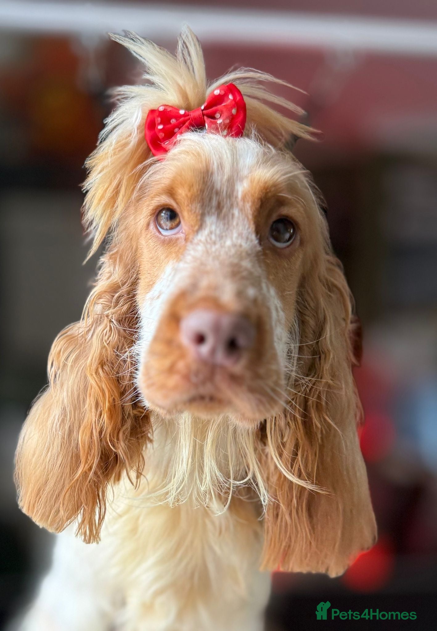 Cockapoo dogs ⚜️🌸Lady Whistledown Cockapoos🌸⚜️ - Advert 2