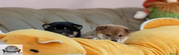 Japanese Shiba Inu dogs for sale:  🌸 Shiba Inu 3rd Gen Japanese Lines Crufts Placed - Advert 9