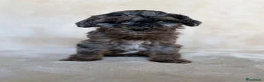 Cockapoo 7
