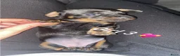 Miniature Dachshund dogs for sale: Miniature dachshund puppies  - Advert 6