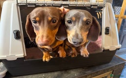 Miniature Dachshund dogs for sale: Miniature Dachshunds  - Image 1