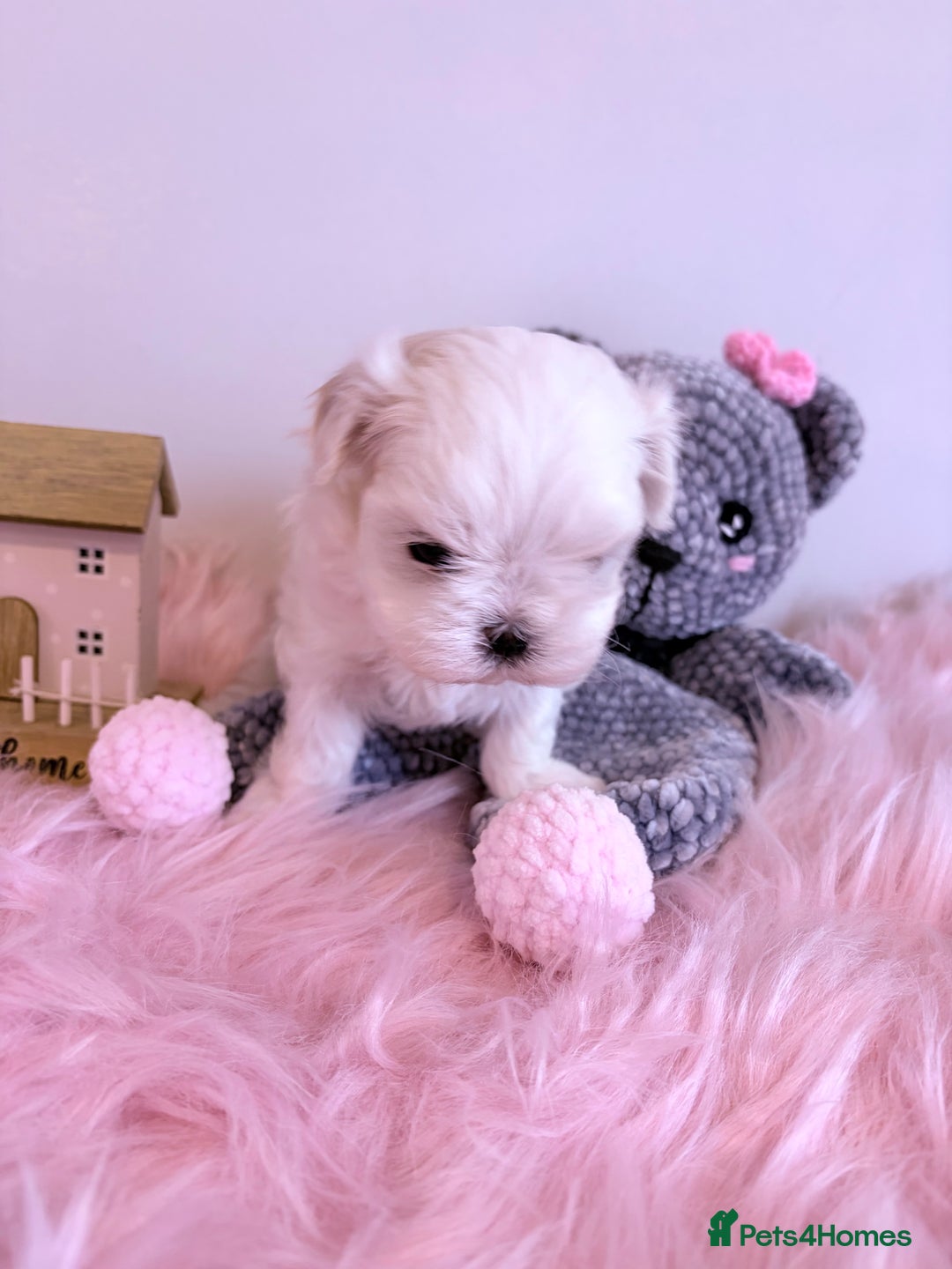 Maltese dogs for sale: ❤️🩵Full Korean Baby pups🩵❤️ - Advert 20