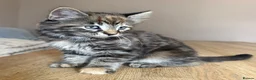 Maine Coon cats for sale: Gorgeous Maine Coon x Domestic long hair - Advert 7
