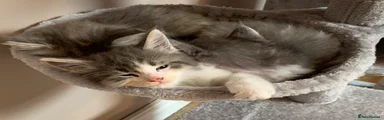 Maine Coon Kitten 3