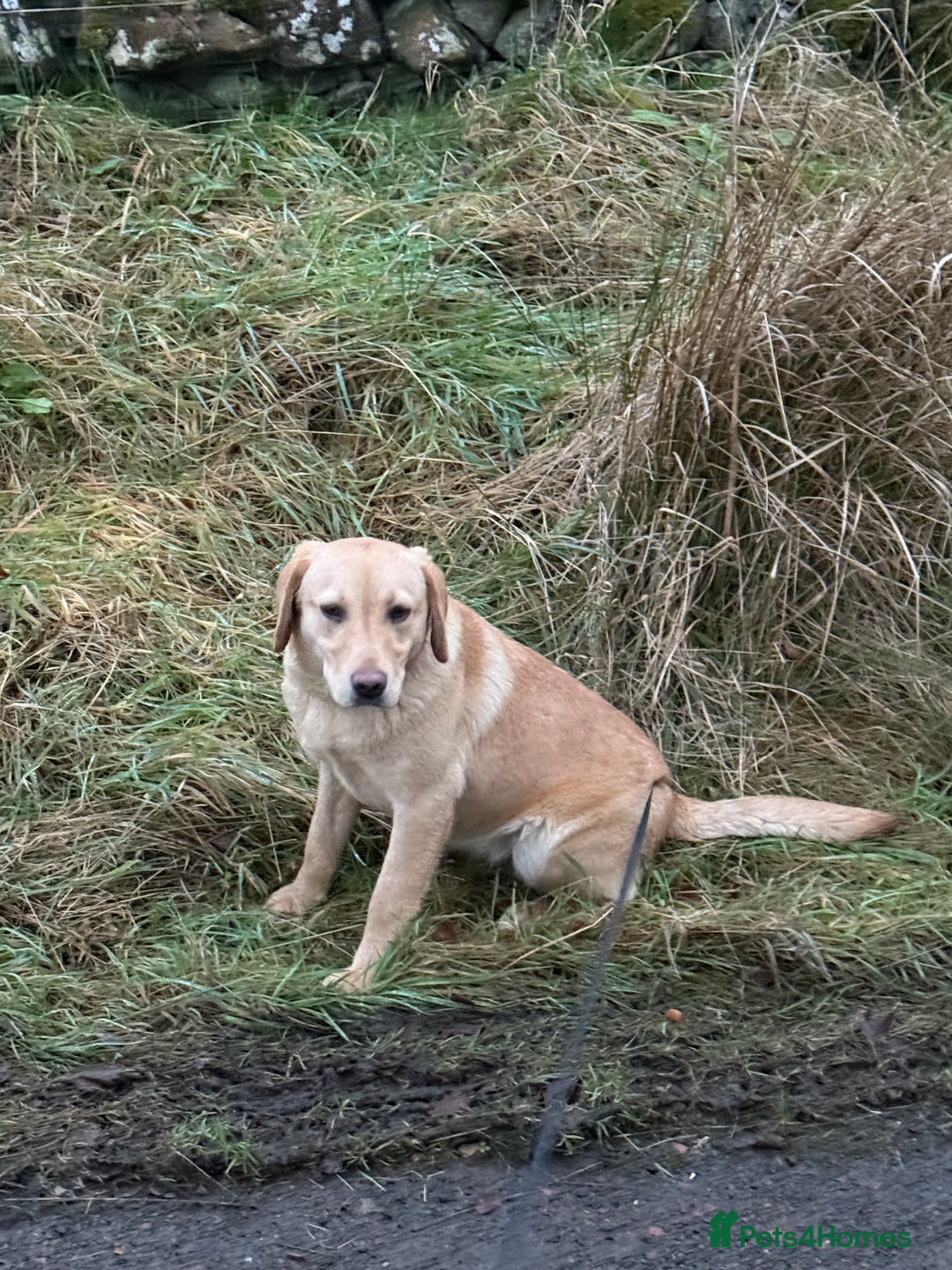 Labrador Retriever dogs for sale: KC Registered Female - Advert 3