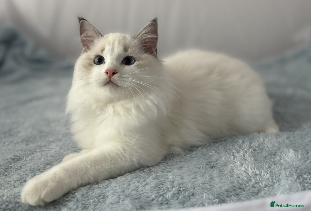 Ragdoll cats for sale: Playful Pedigree Ragdoll Kittens Available - Image 31