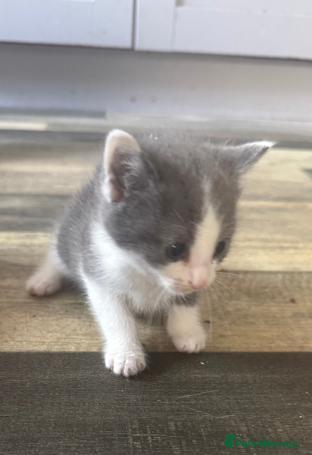Domestic Shorthair cats for sale: 2 kitten looking for homes  - Image 5
