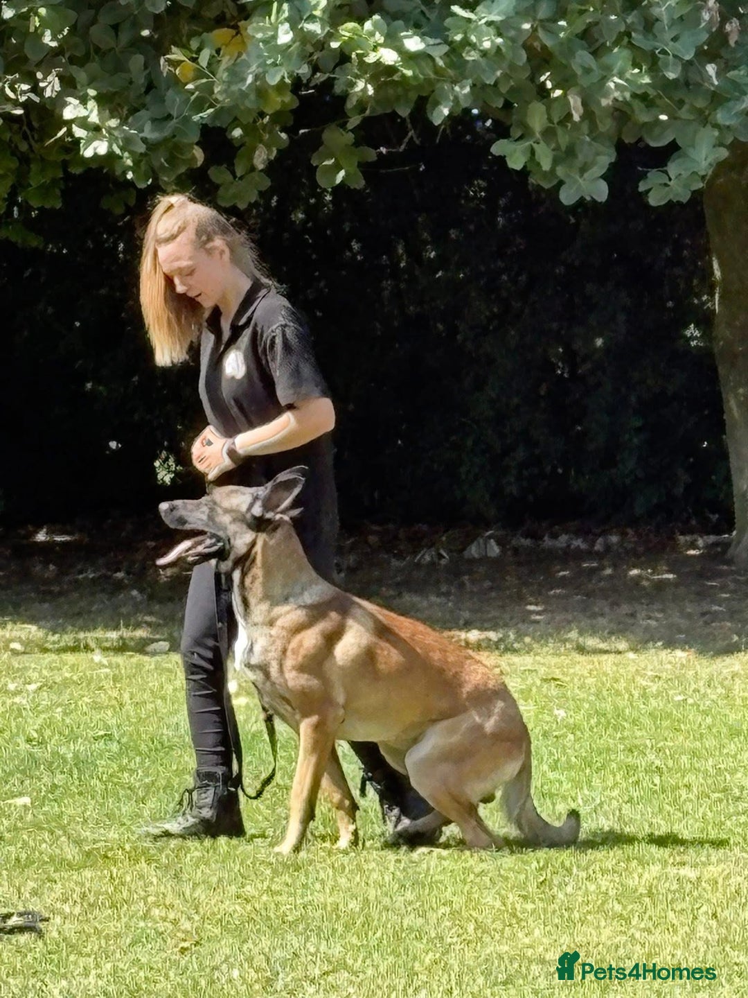 Belgian Shepherd Dog dogs for stud: For stud only - Advert 6