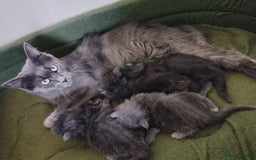 Maine Coon cats for sale: Blue Maine coon kittens - DNA health tested - Image 17