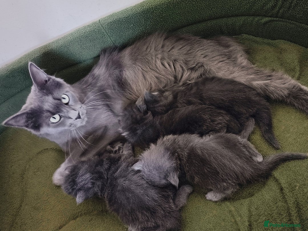 Maine Coon cats for sale: Blue Maine coon kittens - DNA health tested - Image 17