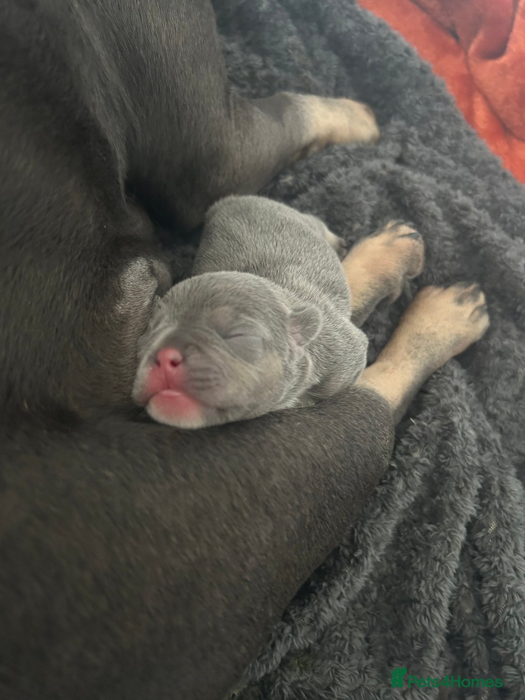 French Bulldog dogs for sale: Two Beautiful Girl French Bulldogs  - Image 8