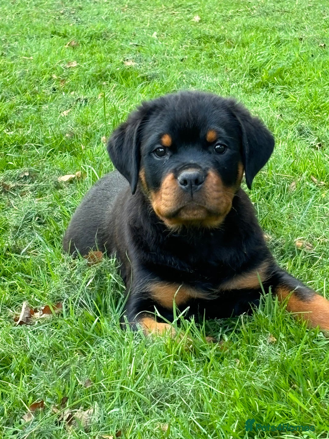 Rottweiler dogs for sale: 🏆Ready to go! By N.1 Stud in the UK METAL!!🏆 - Image 9