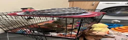 Bengal cats for sale: Kitten’s and mother are ready for there homes - Advert 11