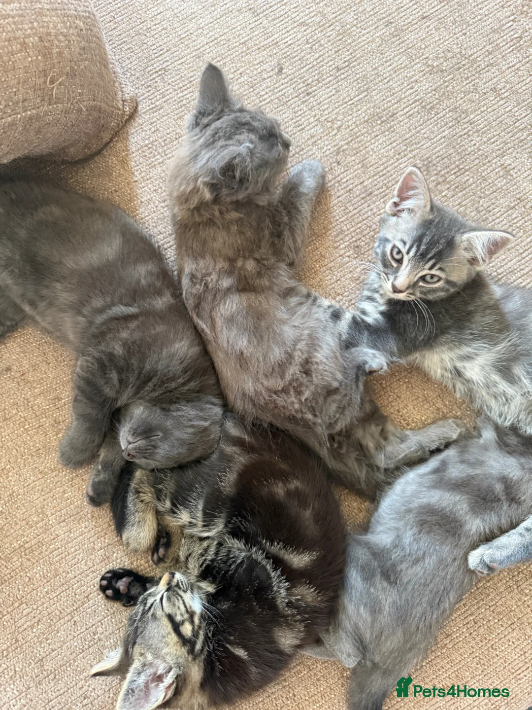 Mixed Breed cats for sale: Beautiful grey,tabby and brown kittens - Advert 2