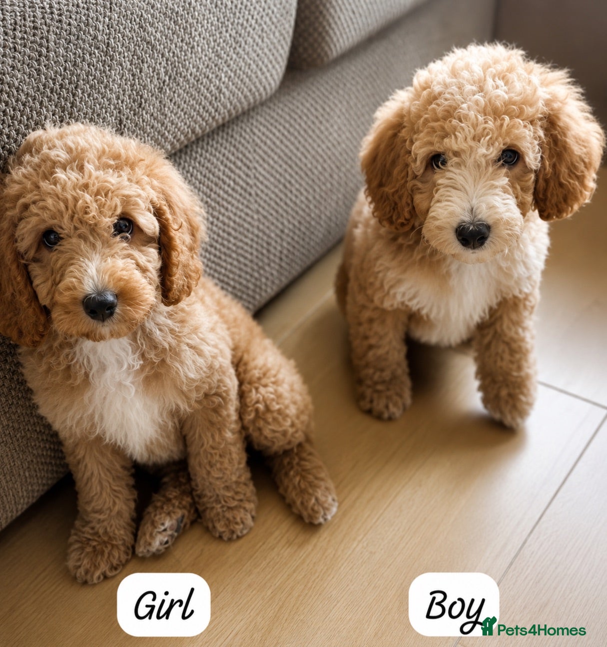 Australian Labradoodle dogs Australian Labradoodle Puppies - Ready to Leave - Advert 1