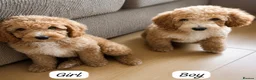 Australian Labradoodle dogs for sale: Australian Labradoodle Puppies - Ready to Leave - Advert 1