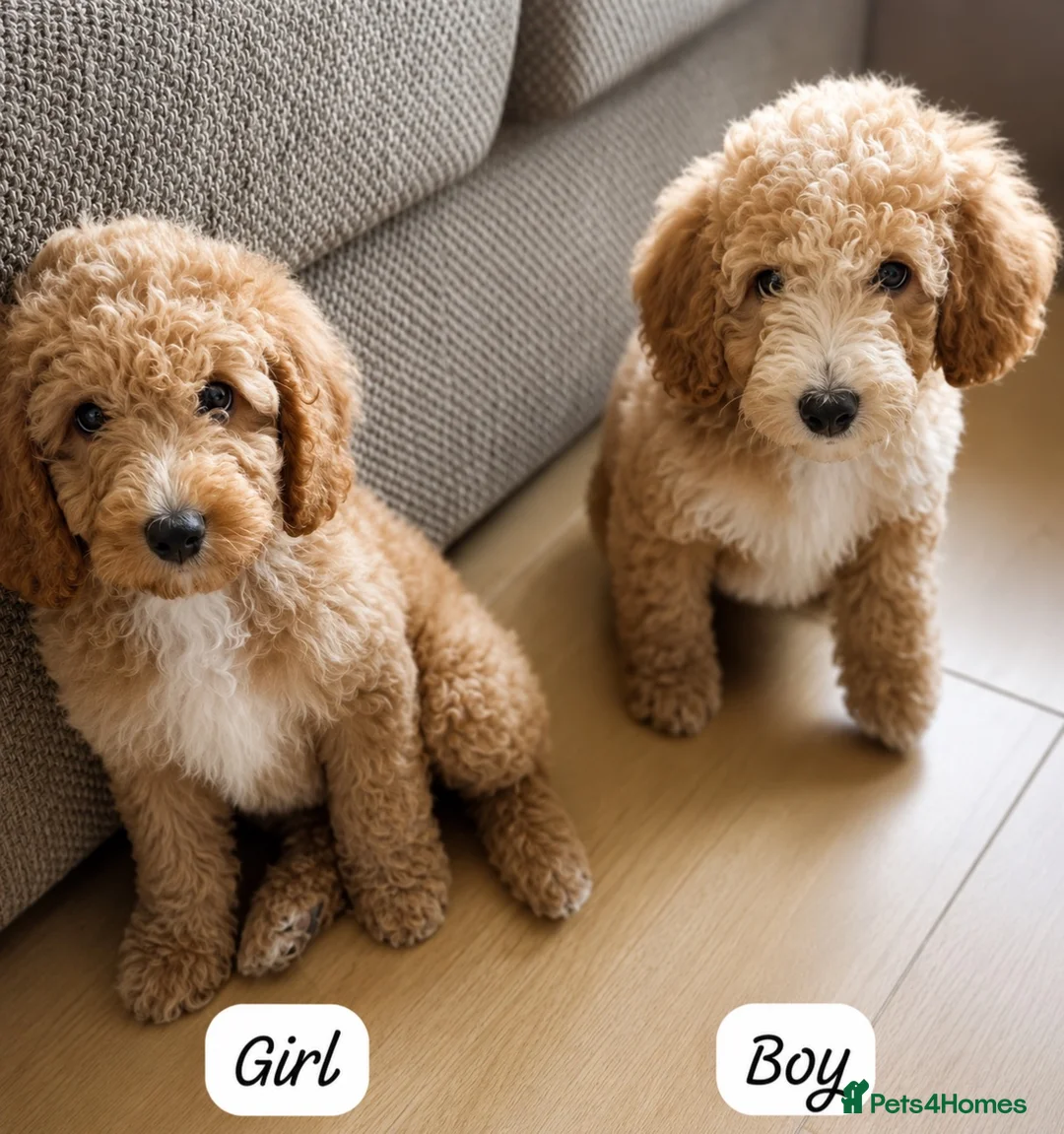 Australian Labradoodle dogs for sale: Australian Labradoodle Puppies - Ready to Leave - Advert 1