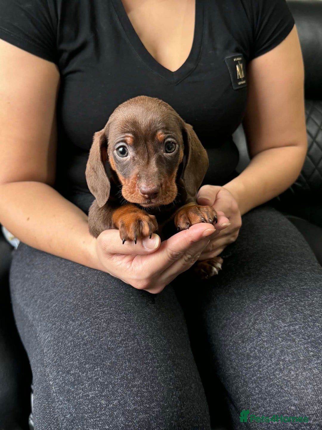 Dachshund dogs for sale: Miniature Dachshund puppies - Advert 13
