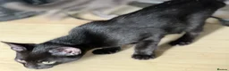 Mixed Breed cats for sale: Beautiful kittens for sale  - Advert 22