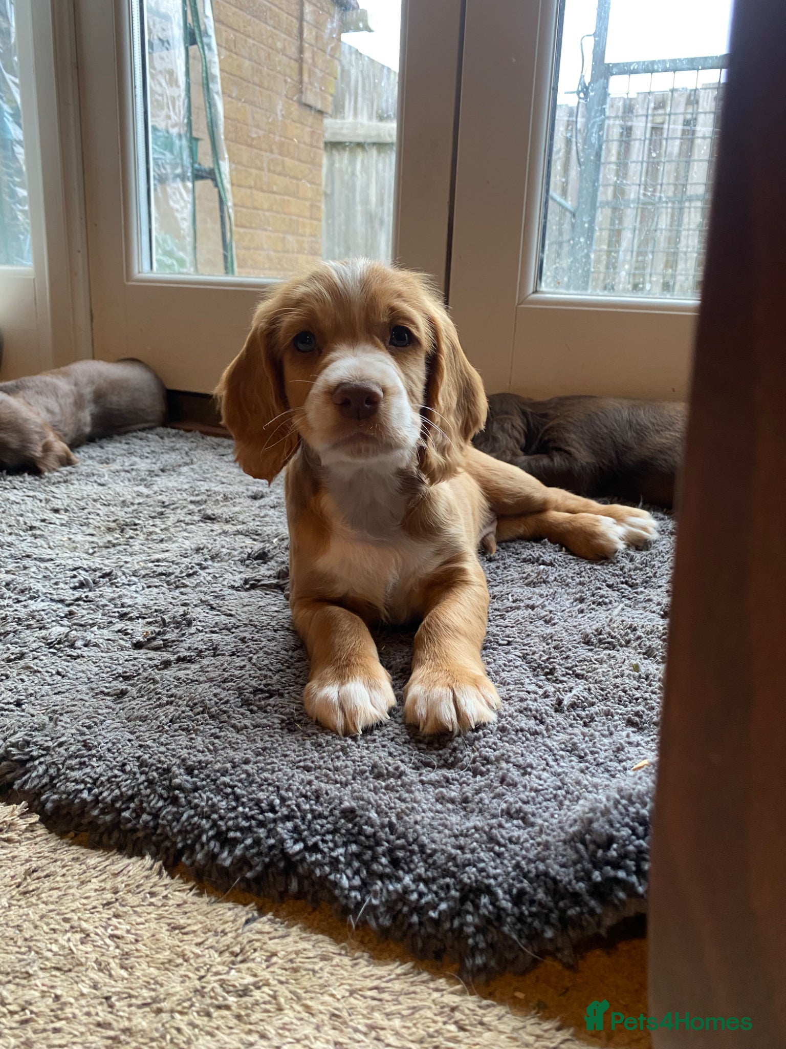 Cocker Spaniel dogs Cocker Spaniel Puppies  - Advert 1