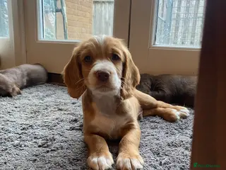 Cocker Spaniel dogs Cocker Spaniel Puppies - Advert 1