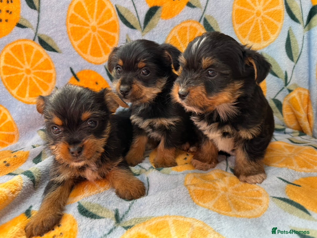 Mixed Breed dogs for sale: 3 beautiful yorkie Russell for sale  - Image 4