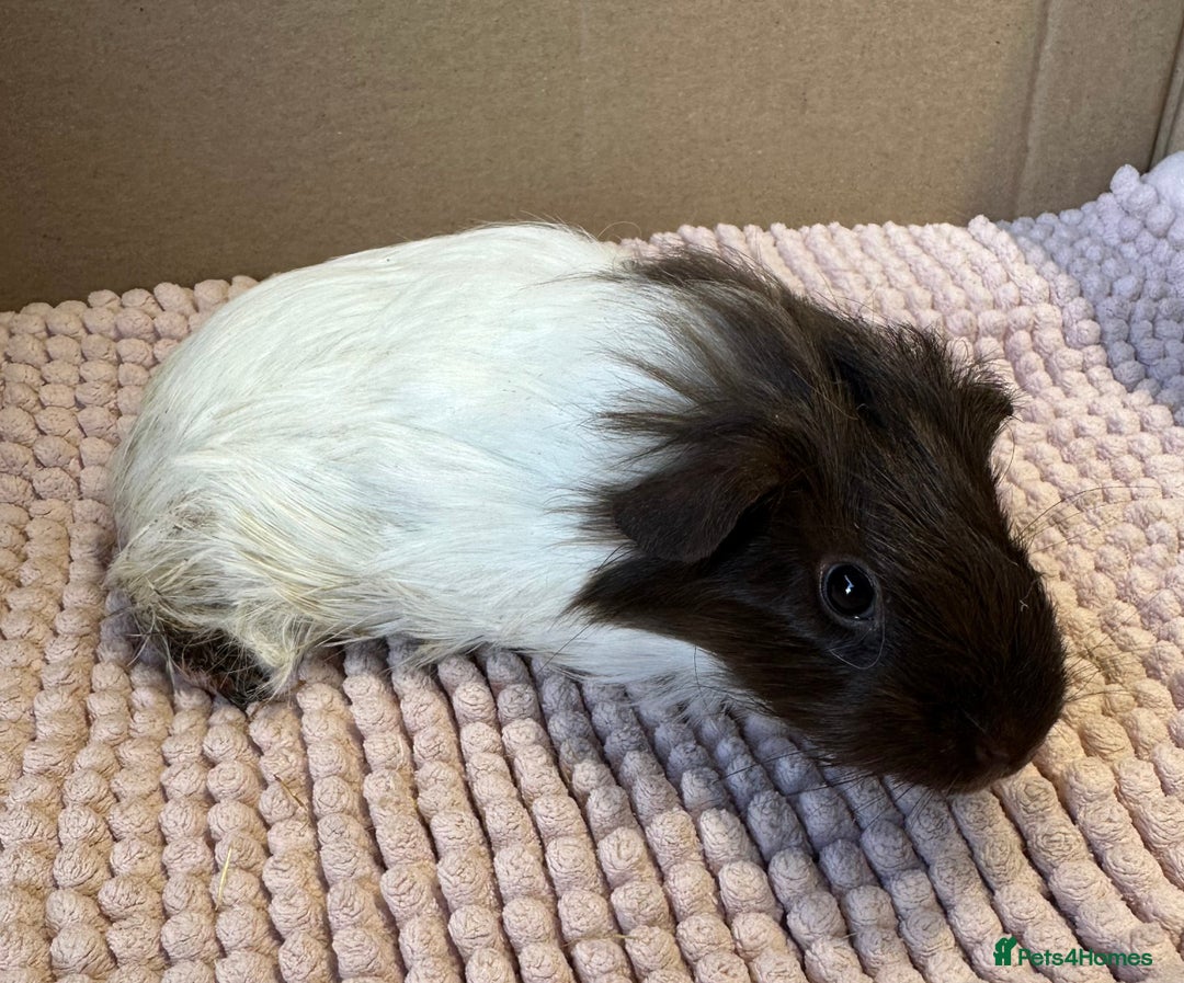 Guinea Pig rodents for sale: Young Guinea pigs  - Image 16