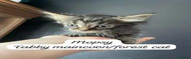 Mopsy