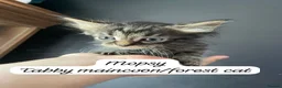 Maine Coon cats for sale: Maincoon/ forest cat  - Advert 5