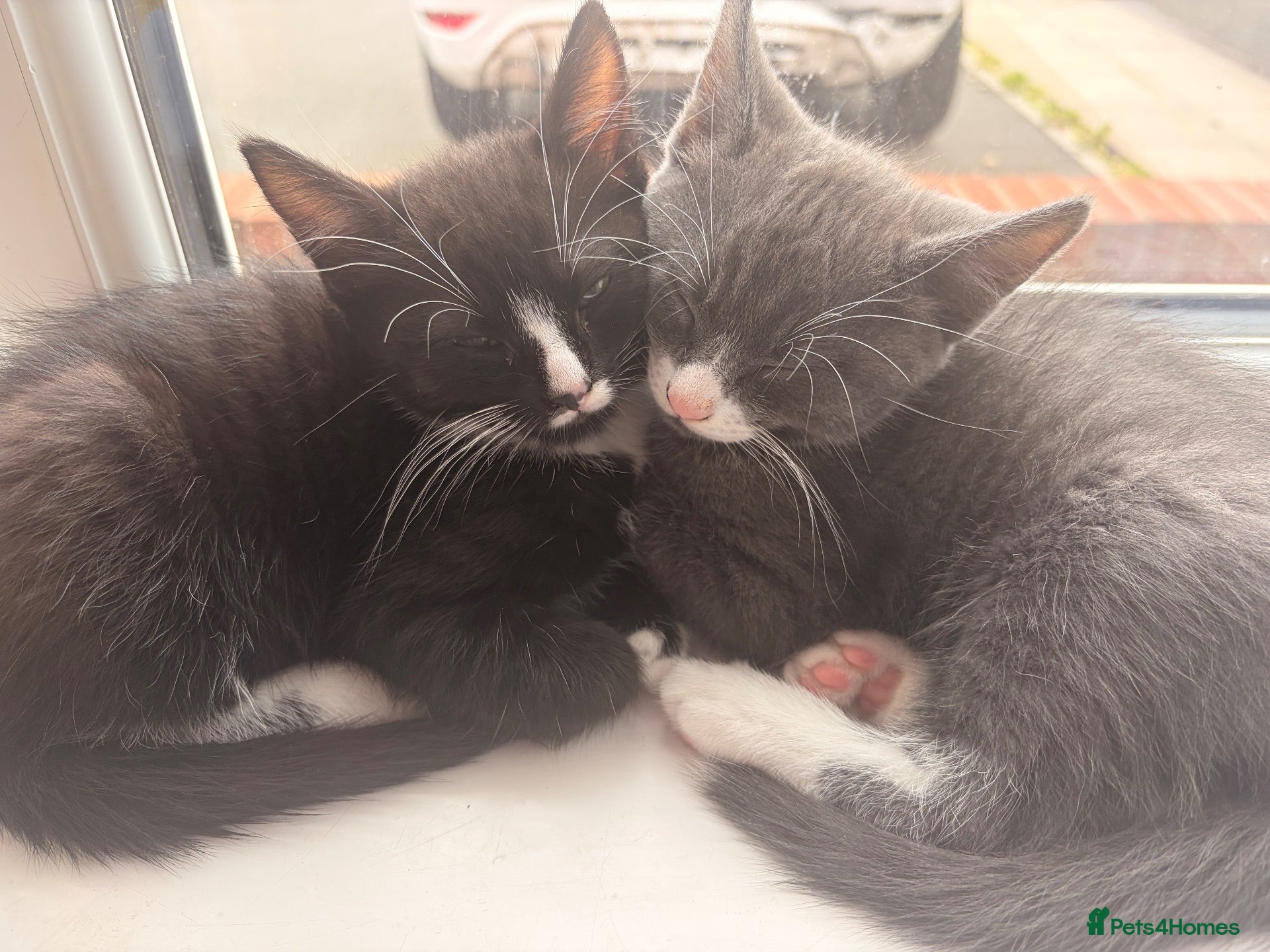 Mixed Breed cats 3 beautiful black and white tabby kittens for sale - Advert 4