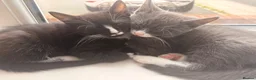 Mixed Breed cats for sale: 3 beautiful black and white tabby kittens for sale - Advert 1