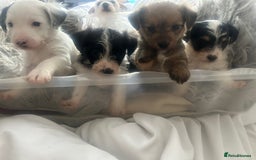 Jackapoo dogs for sale: 4 beautiful jackapoo boys - Image 2