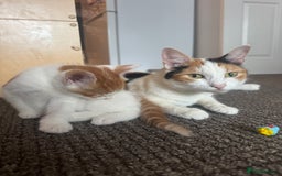 Mixed Breed cats for sale: Beautiful kittens  - Image 2