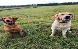 Labrador Retriever dogs for sale: Cooper 18 months  - Image 5