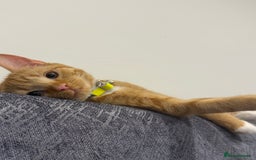 Mixed Breed cats for sale: Ginger cat/ 7 months old  - Image 15