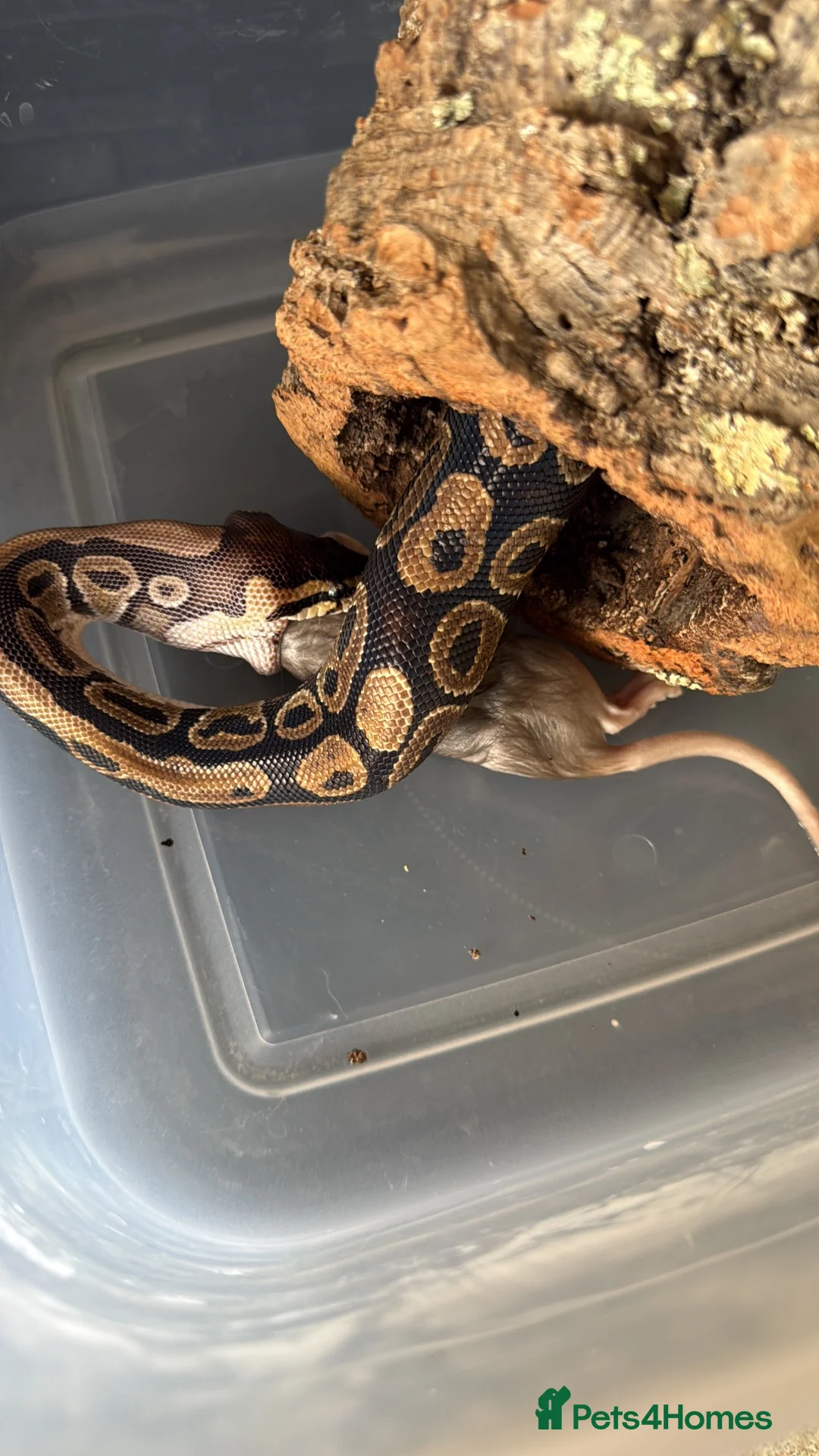 Python Snake reptiles for sale: Royal python  in Southend-on-Sea - Advert 4